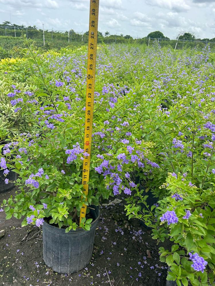 duranta-erecta-sapphire-showers-golden-dewdrop-duranta-repens-pigeon-berry-skyflower