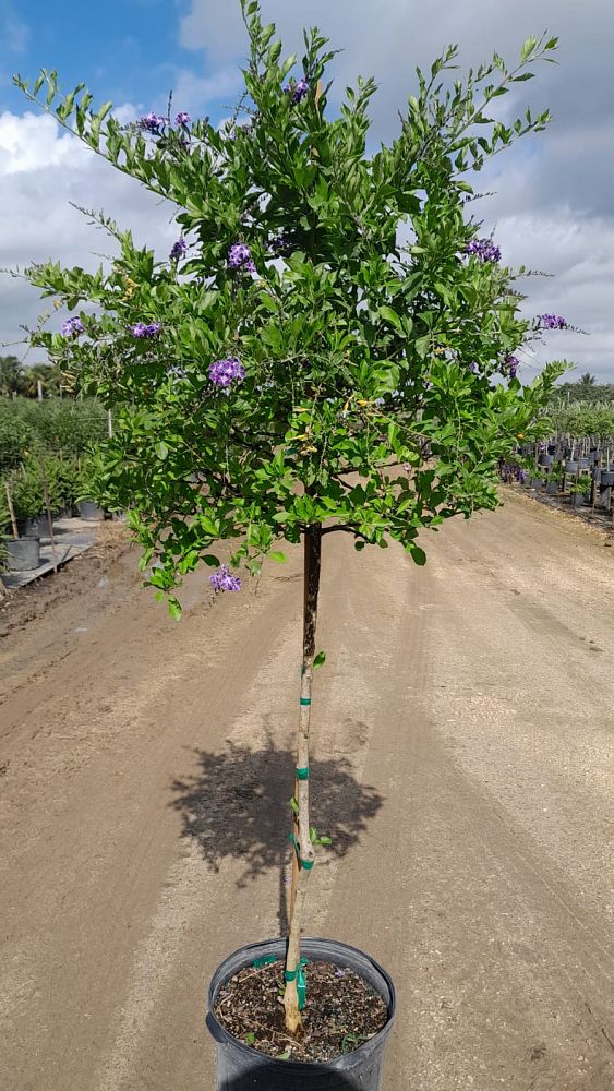 duranta-erecta-sapphire-showers-golden-dewdrop-duranta-repens-pigeon-berry-skyflower