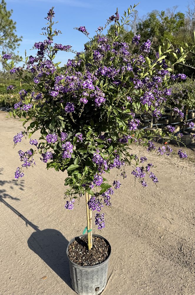 duranta-erecta-sapphire-showers-golden-dewdrop-duranta-repens-pigeon-berry-skyflower