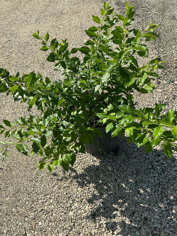 duranta-erecta-sapphire-showers-golden-dewdrop-duranta-repens-pigeon-berry-skyflower