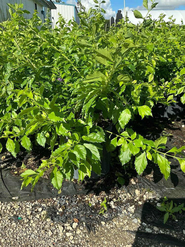 duranta-erecta-sapphire-showers-golden-dewdrop-duranta-repens-pigeon-berry-skyflower