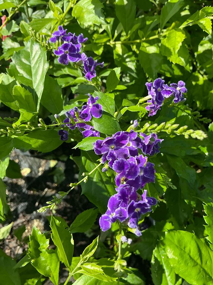 duranta-erecta-sapphire-showers-golden-dewdrop-duranta-repens-pigeon-berry-skyflower