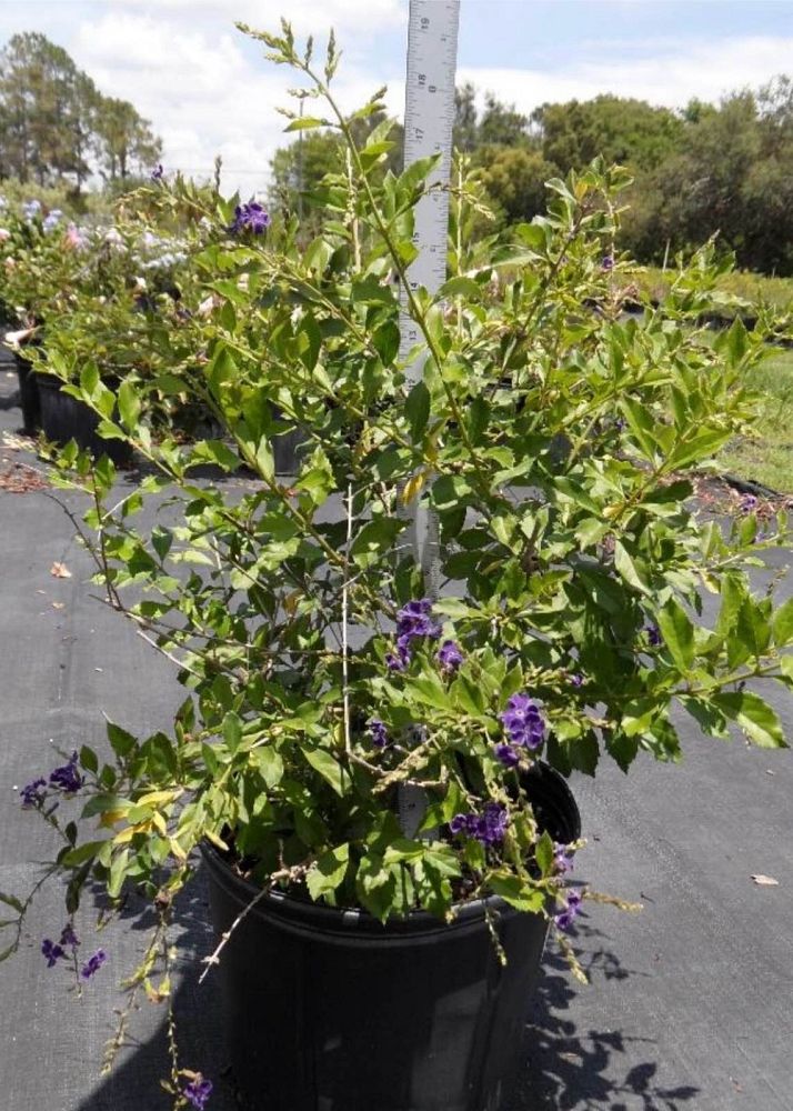 duranta-erecta-sapphire-showers-golden-dewdrop-duranta-repens-pigeon-berry-skyflower