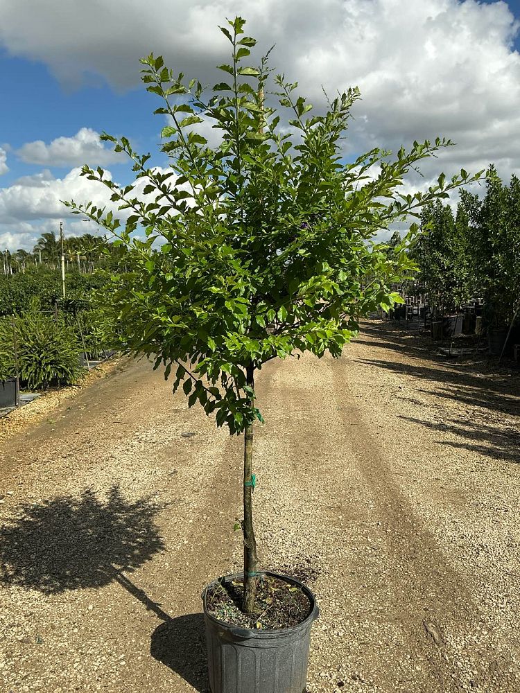 duranta-erecta-sapphire-showers-golden-dewdrop-duranta-repens-pigeon-berry-skyflower