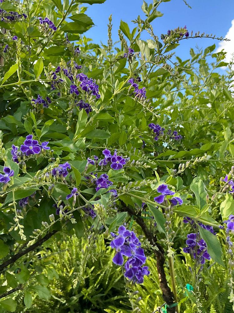 duranta-erecta-sapphire-showers-golden-dewdrop-duranta-repens-pigeon-berry-skyflower