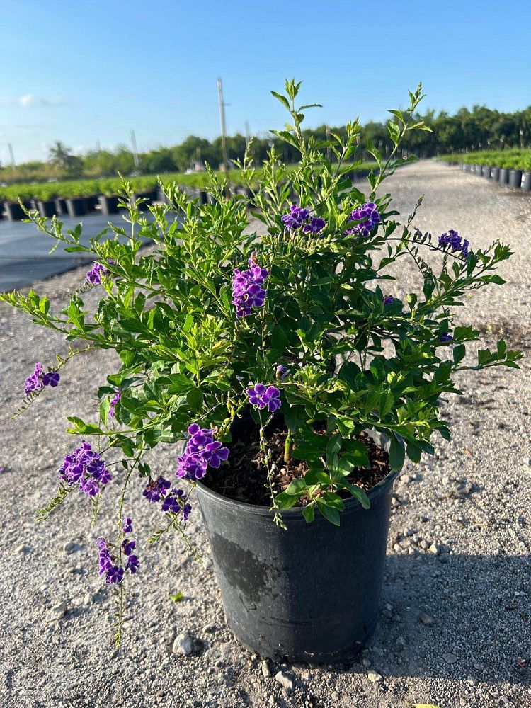 duranta-erecta-sapphire-showers-golden-dewdrop-duranta-repens-pigeon-berry-skyflower