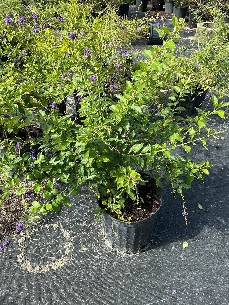 duranta-erecta-sapphire-showers-golden-dewdrop-duranta-repens-pigeon-berry-skyflower