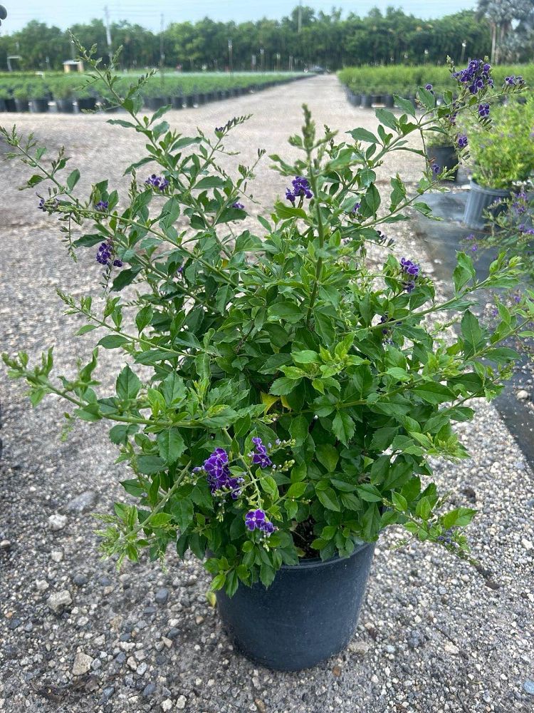 duranta-erecta-sapphire-showers-golden-dewdrop-duranta-repens-pigeon-berry-skyflower