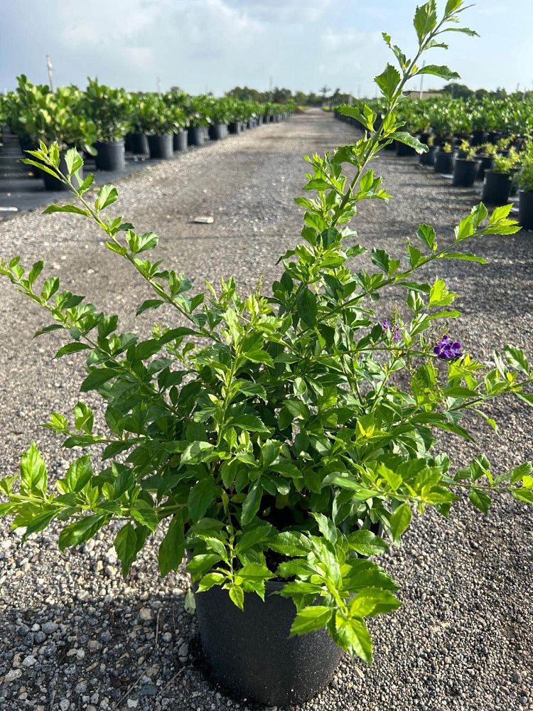 duranta-erecta-sapphire-showers-golden-dewdrop-duranta-repens-pigeon-berry-skyflower