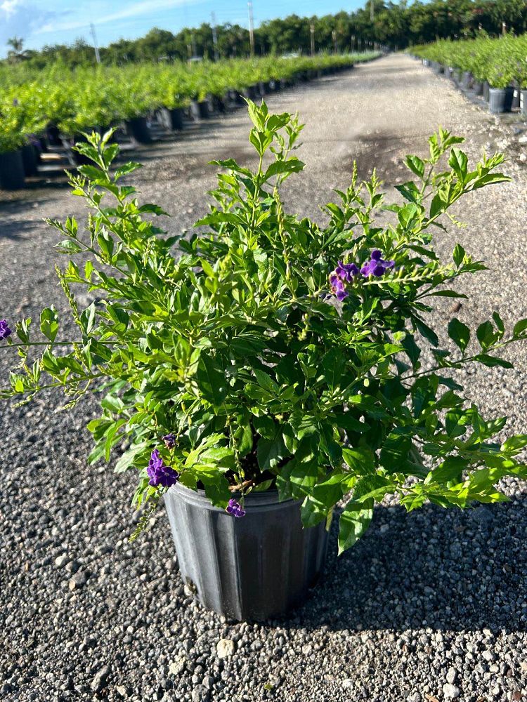 duranta-erecta-sapphire-showers-golden-dewdrop-duranta-repens-pigeon-berry-skyflower
