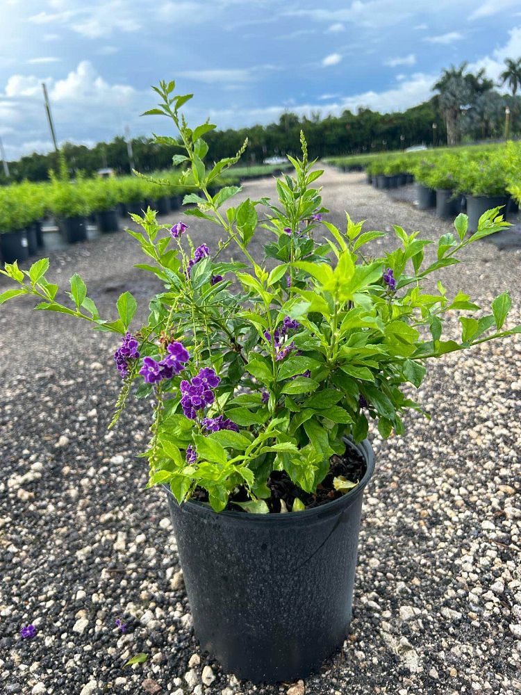 duranta-erecta-sapphire-showers-golden-dewdrop-duranta-repens-pigeon-berry-skyflower
