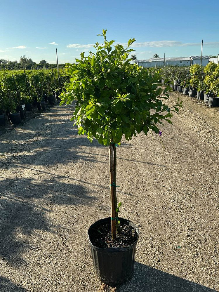 duranta-erecta-sapphire-showers-golden-dewdrop-duranta-repens-pigeon-berry-skyflower