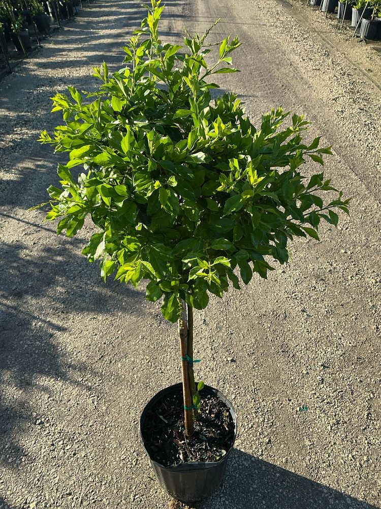 duranta-erecta-sapphire-showers-golden-dewdrop-duranta-repens-pigeon-berry-skyflower