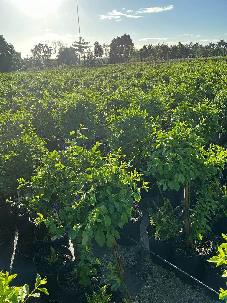 duranta-erecta-sapphire-showers-golden-dewdrop-duranta-repens-pigeon-berry-skyflower