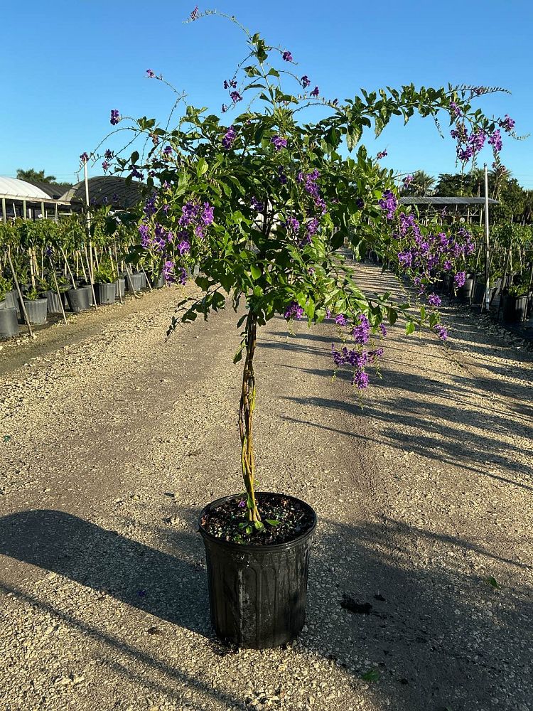 duranta-erecta-sapphire-showers-golden-dewdrop-duranta-repens-pigeon-berry-skyflower