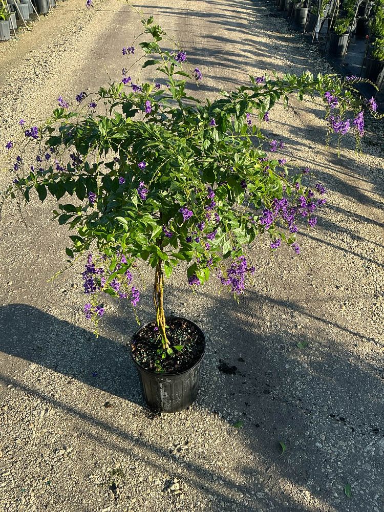 duranta-erecta-sapphire-showers-golden-dewdrop-duranta-repens-pigeon-berry-skyflower