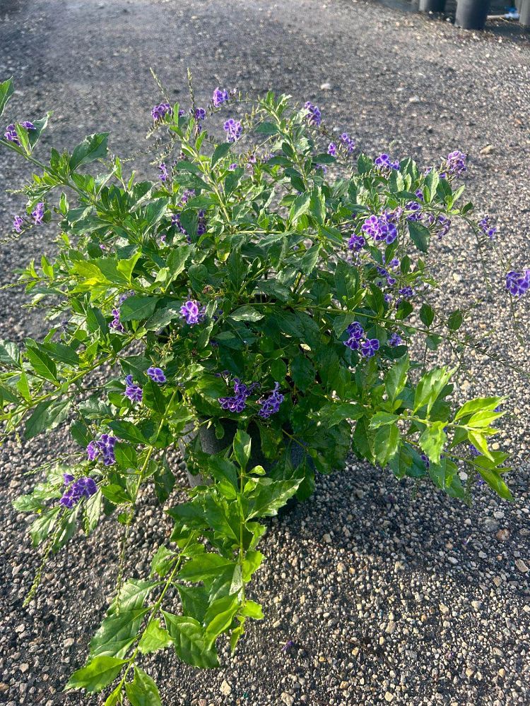 duranta-erecta-sapphire-showers-golden-dewdrop-duranta-repens-pigeon-berry-skyflower