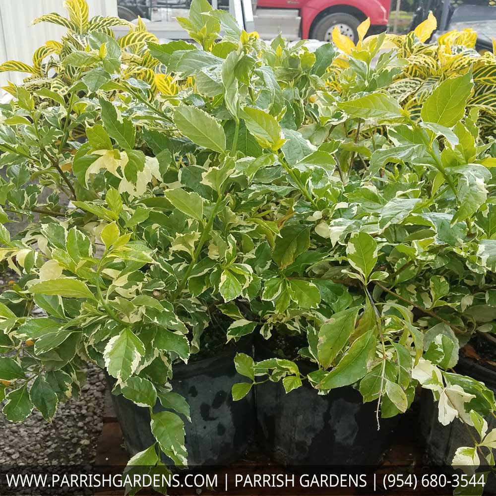 duranta-erecta-variegata-golden-dewdrop-duranta-repens