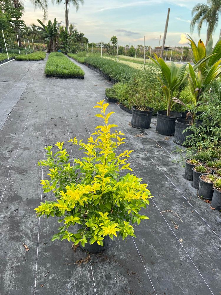 duranta