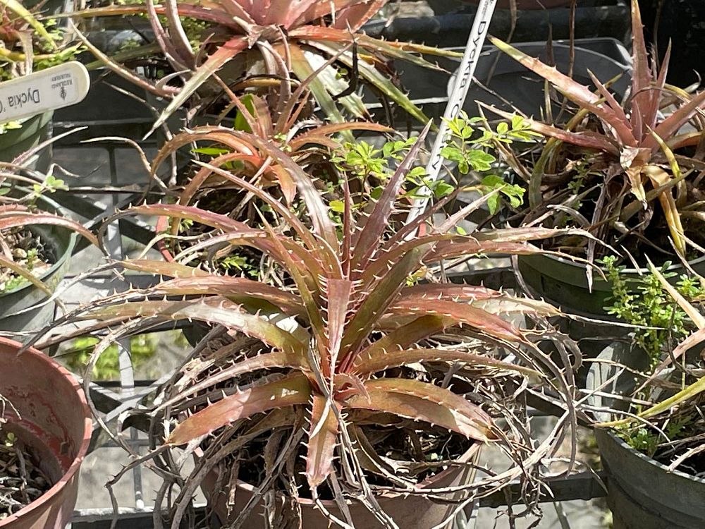 dyckia-cherry-coke-bromeliad
