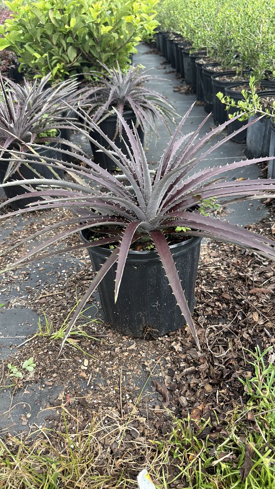 dyckia-fosteriana