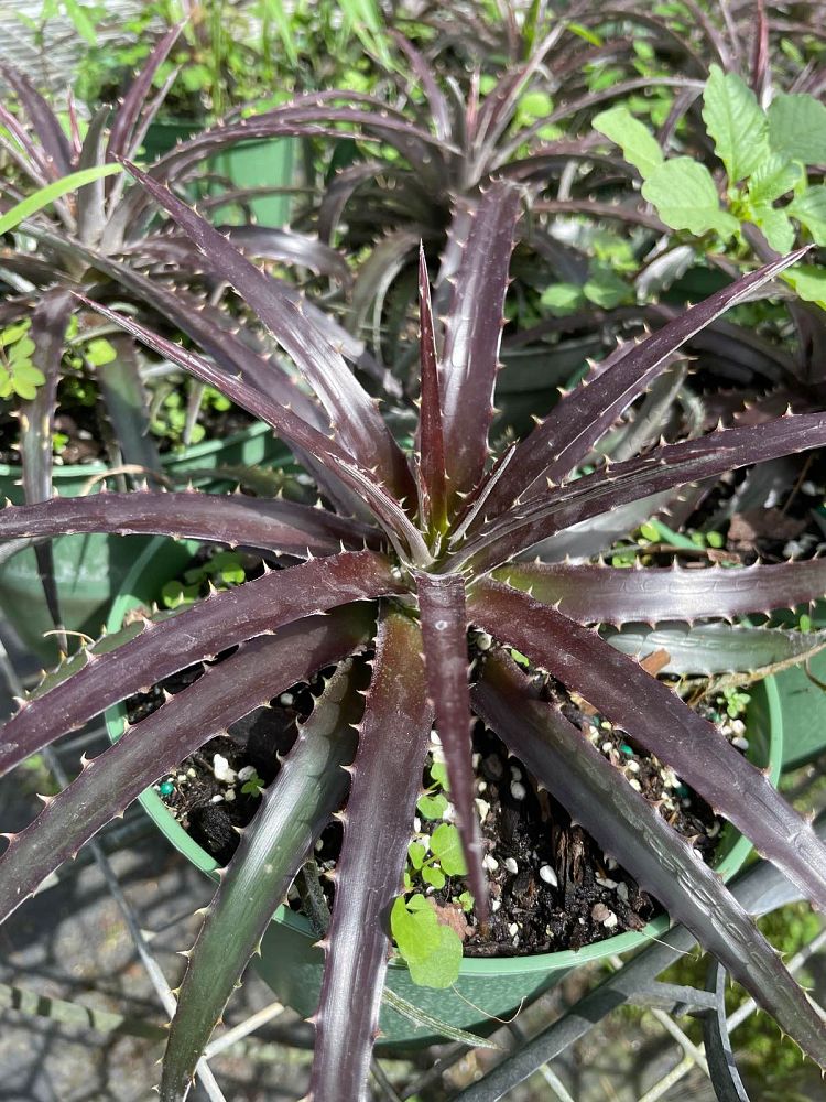 dyckia-grape-jelly-bromeliad