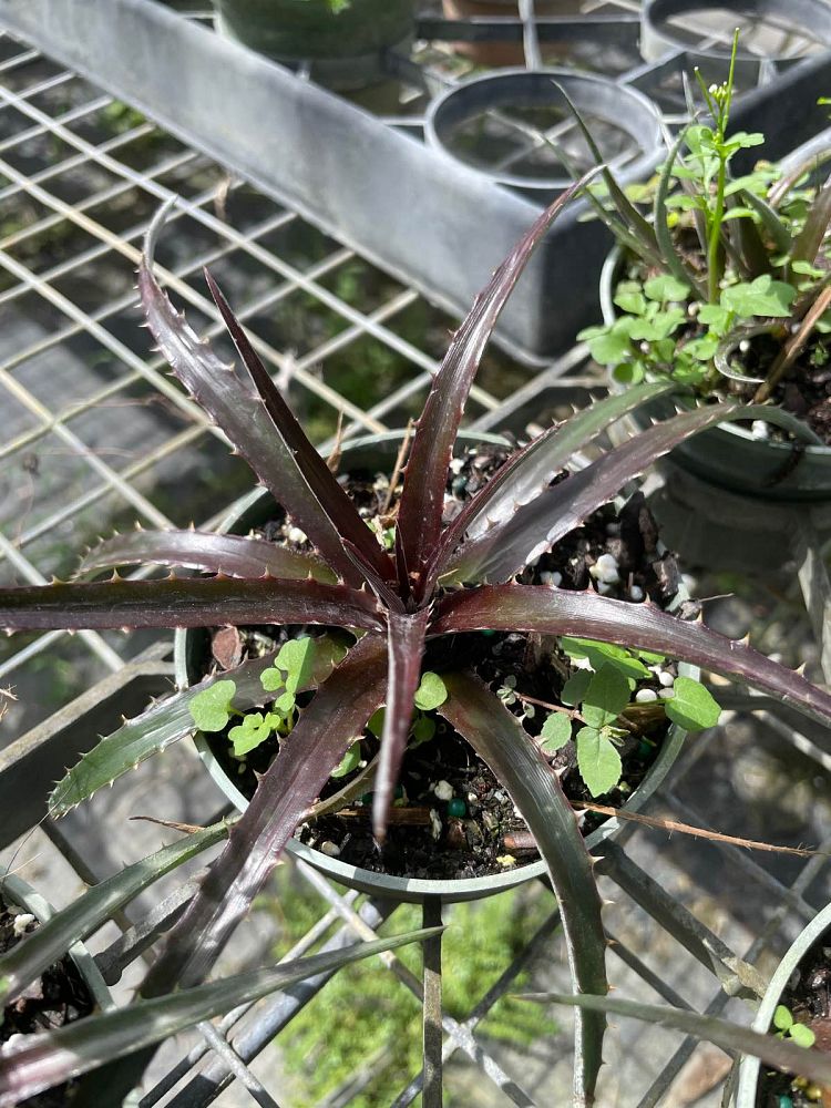 dyckia-grape-jelly-bromeliad