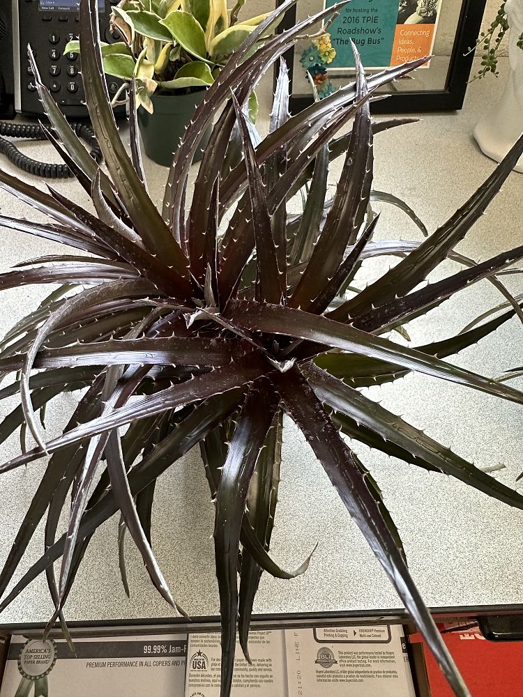 dyckia-grape-jelly-bromeliad