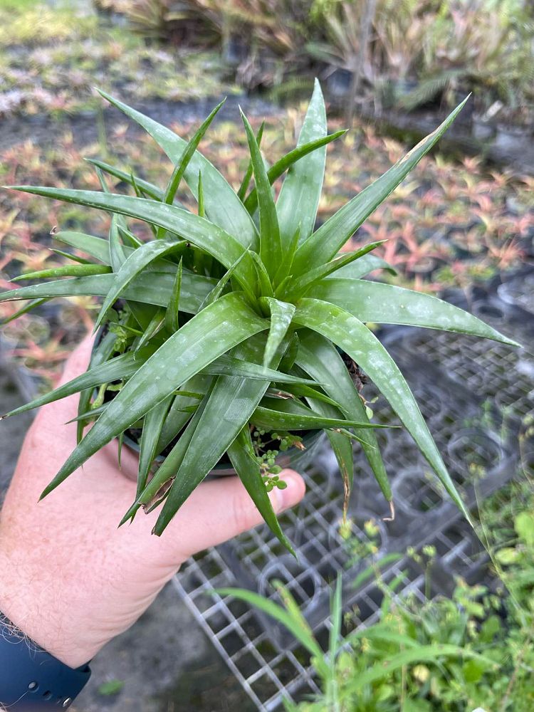 dyckia-naked-lady-bromeliad