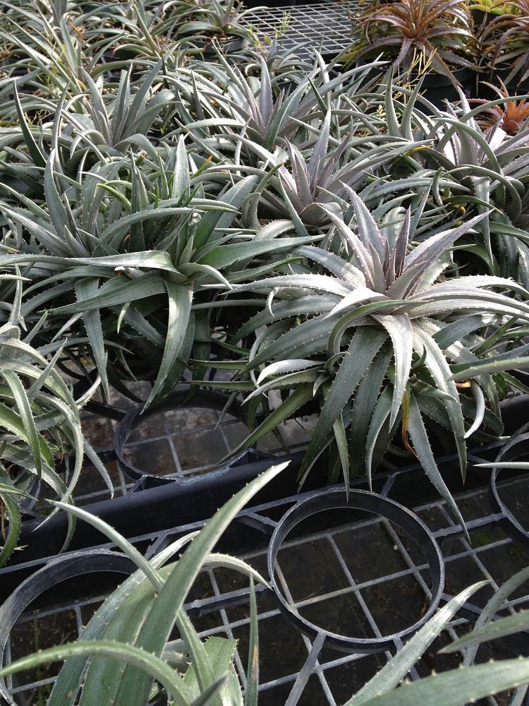 dyckia-nickel-silver-bromeliad