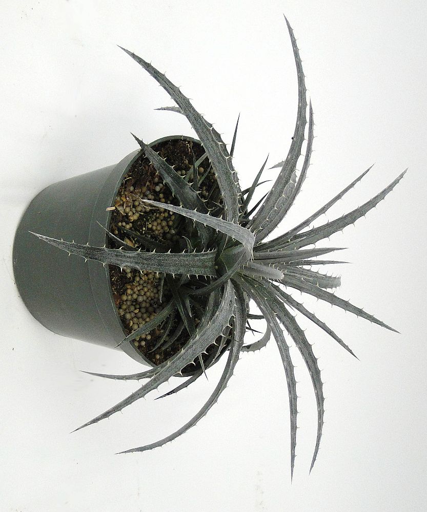 dyckia-nickel-silver-bromeliad