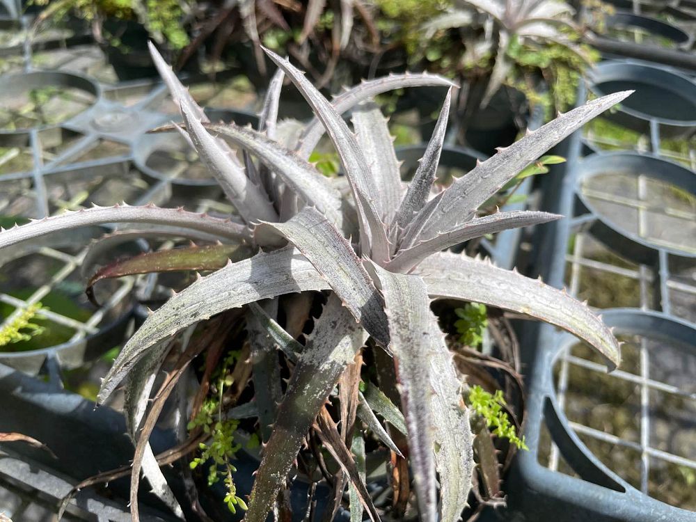 dyckia-nickel-silver-bromeliad