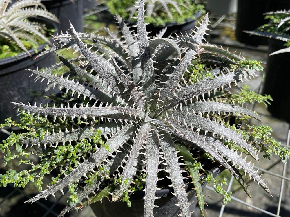 dyckia-pale-ryder-bromeliad