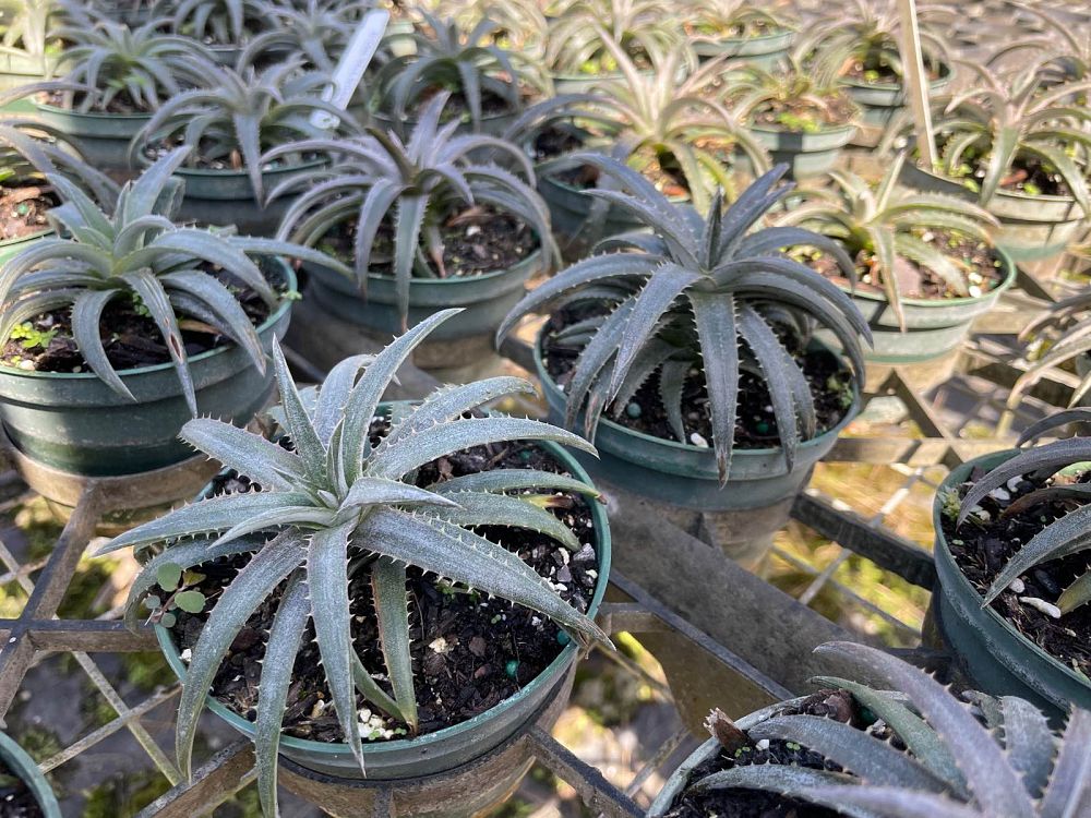 dyckia-pale-ryder-bromeliad