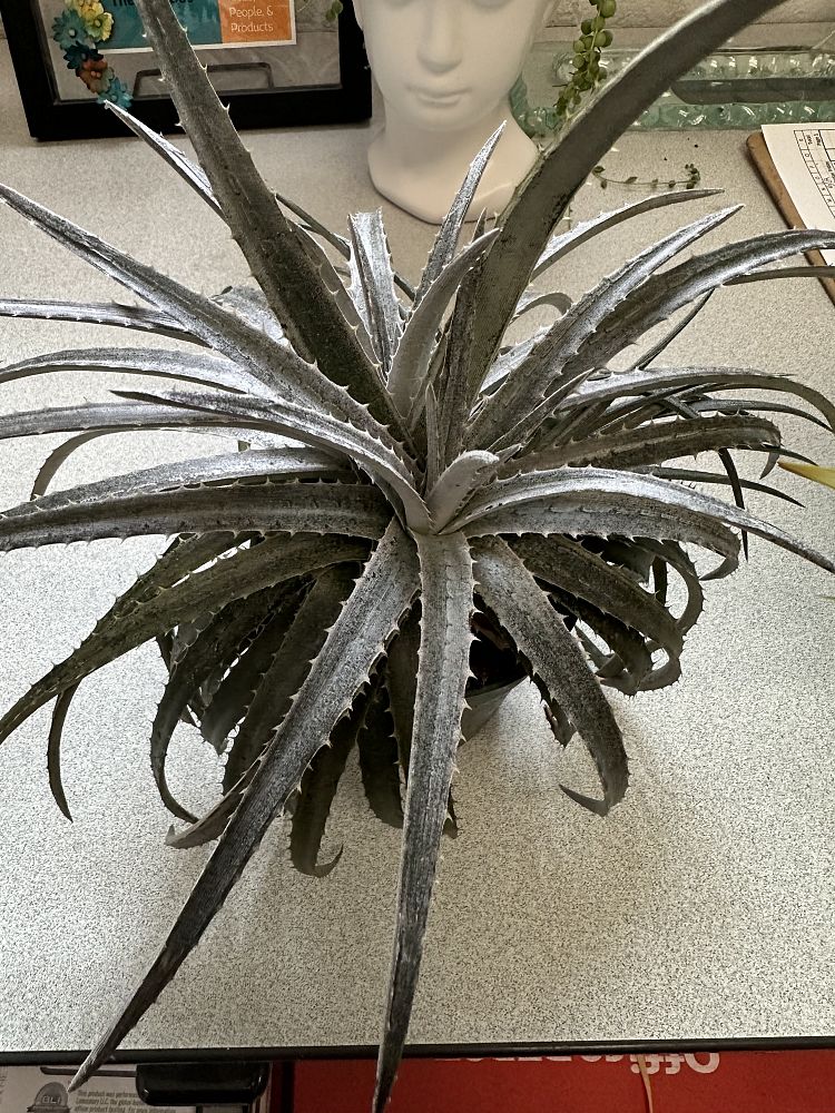 dyckia-pale-ryder-bromeliad