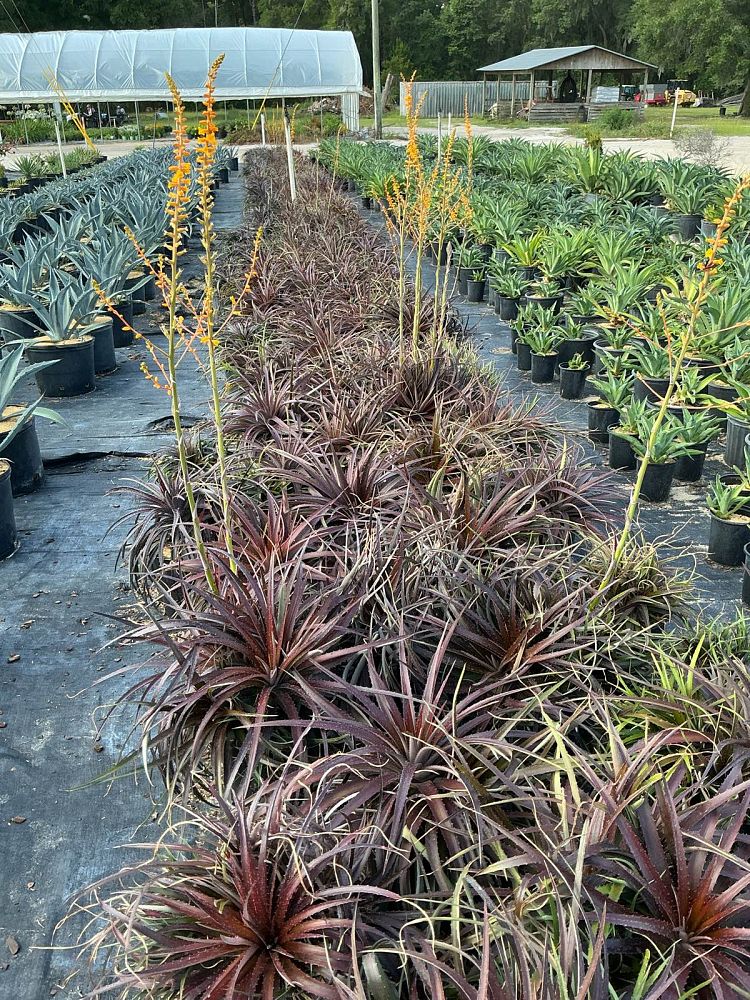 dyckia-platyphylla-red-devil-bromeliad