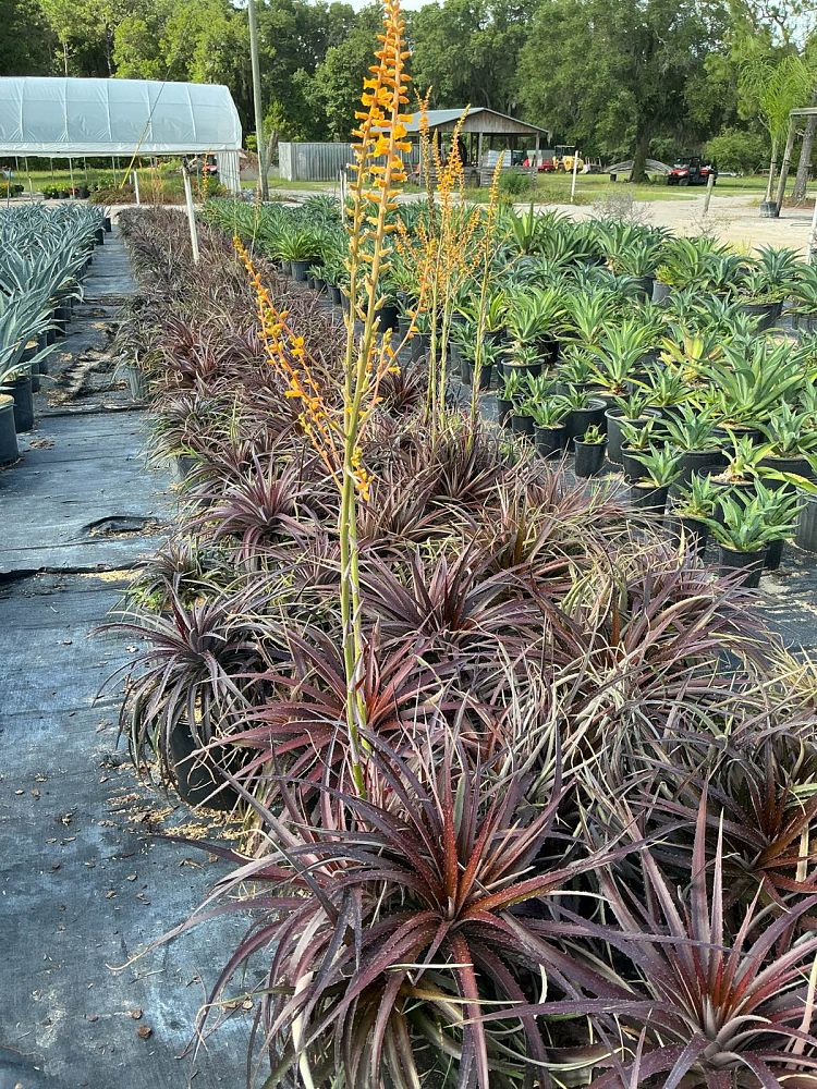 dyckia-platyphylla-red-devil-bromeliad