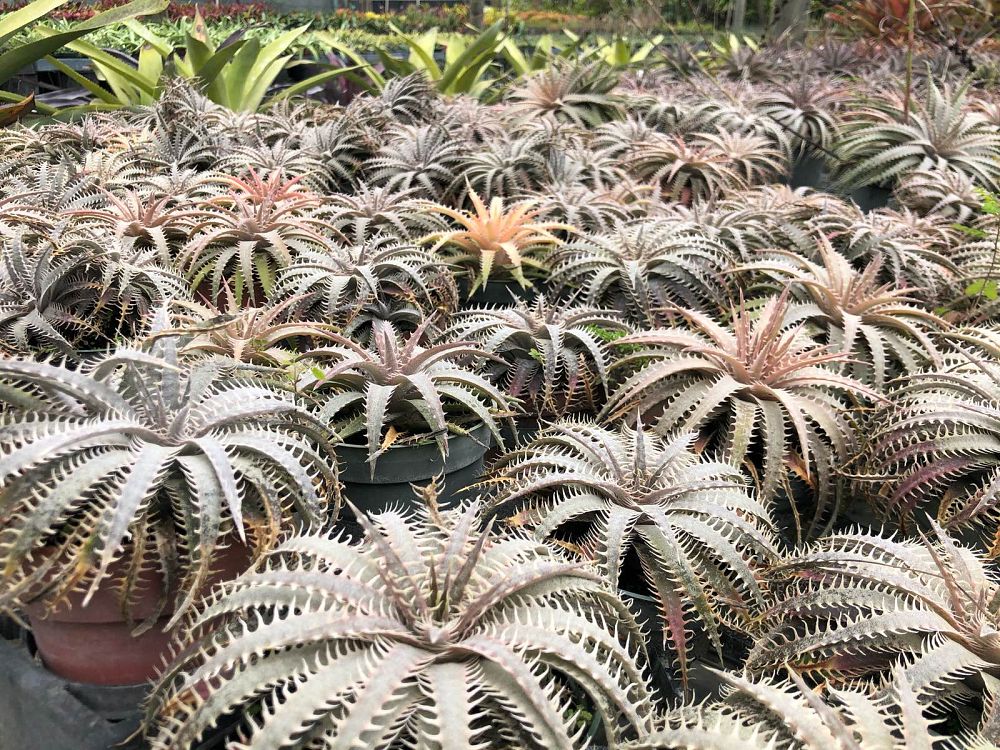 dyckia-sp-bromeliad