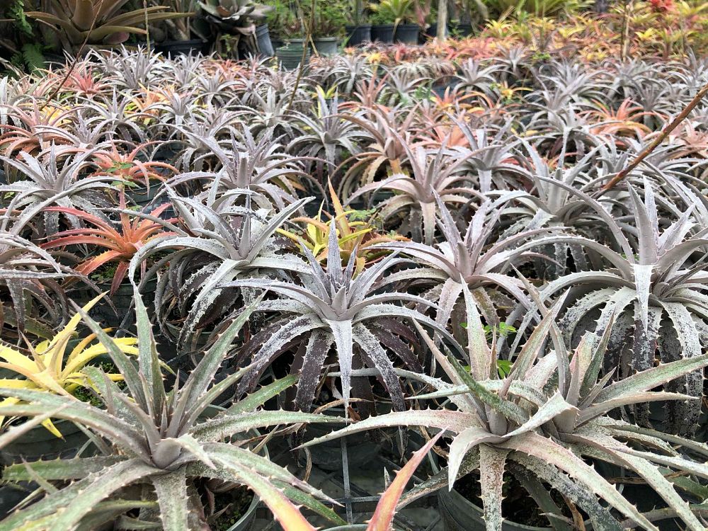 dyckia-sp-bromeliad