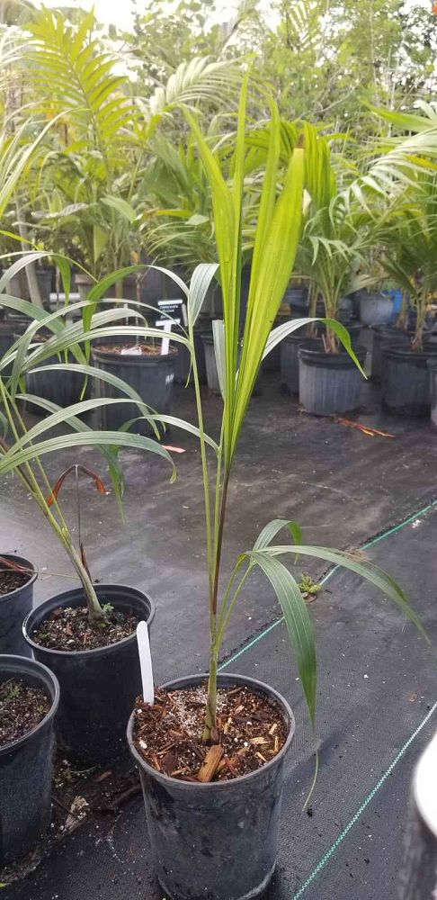 dypsis-baby-red-stem