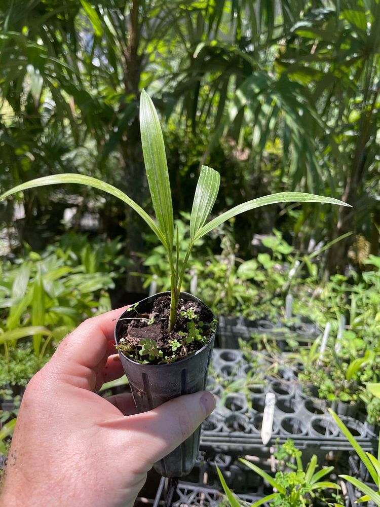 dypsis-baronii