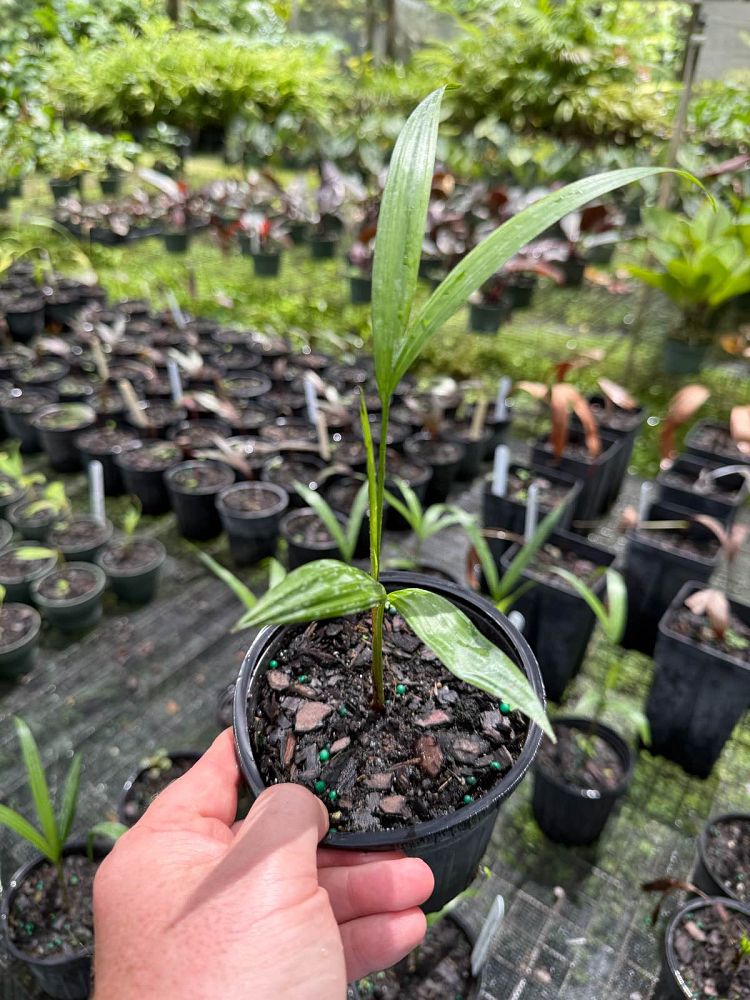 dypsis-baronii