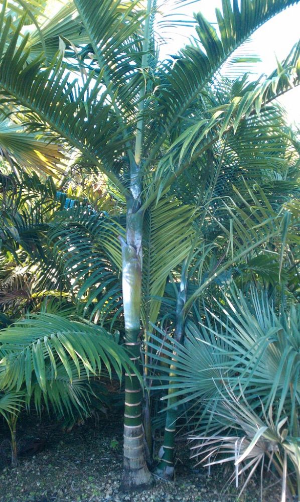 dypsis-cabadae-cabada-palm