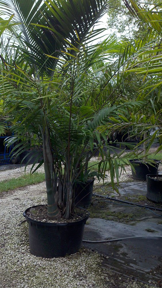dypsis-cabadae-cabada-palm