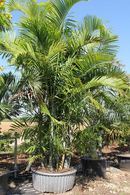 dypsis-cabadae-cabada-palm