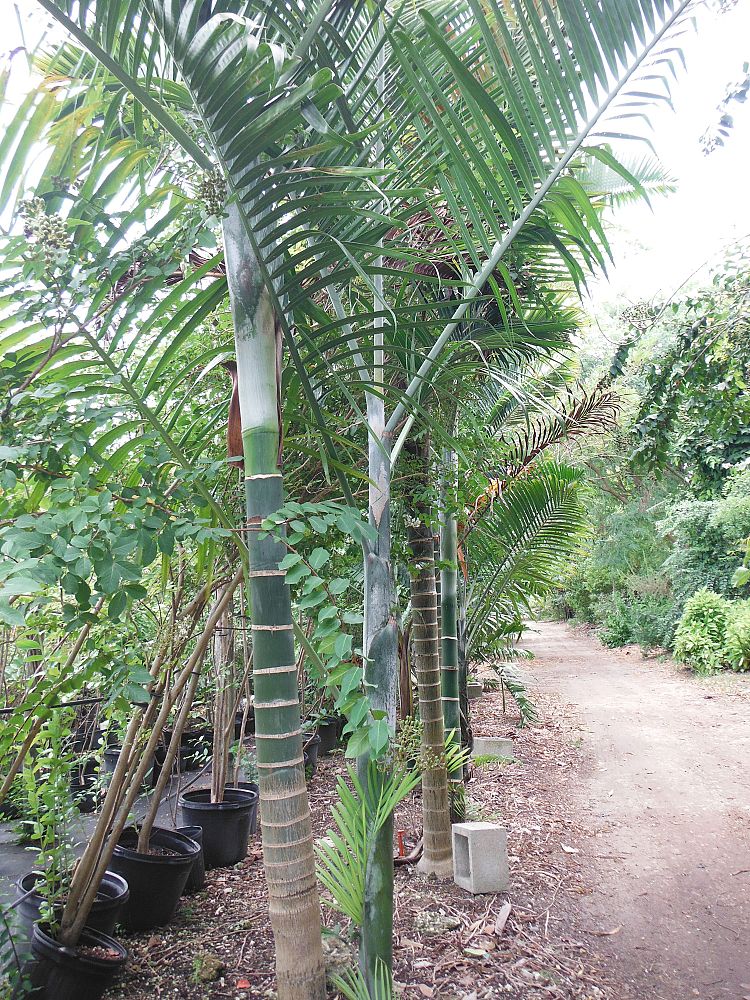 dypsis-cabadae-cabada-palm