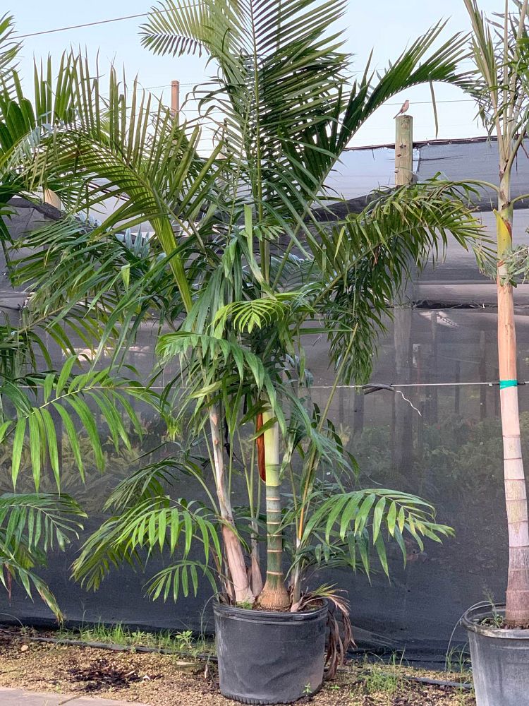 dypsis-cabadae-cabada-palm