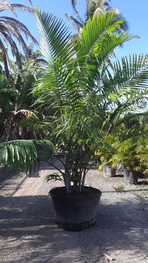 dypsis-cabadae-cabada-palm