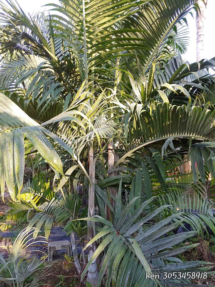 dypsis-cabadae-cabada-palm