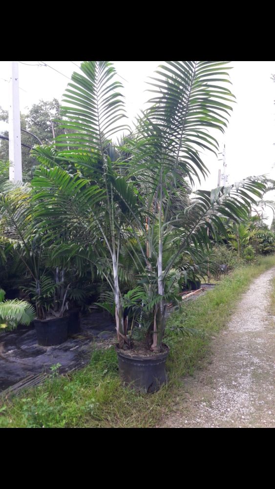 dypsis-cabadae-cabada-palm